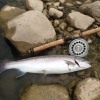 Steelhead Rainbow Trout Caught and Released