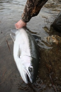 Saugeen Steelhead Trout