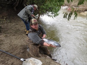 Spring 2015 Steelhead Trout Transfer on Saugeen River
