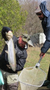 Spring 2015 Steelhead Trout Transfer on Saugeen River