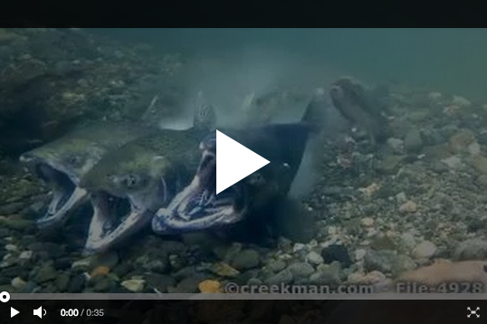 Salmon Spawning Video