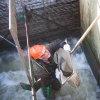 Spring 2013 Steelhead Transfer