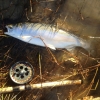 Female Steelhead Rainbow Trout Caught and Released