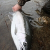 Steelhead Trout Released