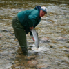 Saugeen Steelhead Released