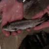 kincardine-hatchery-rainbow